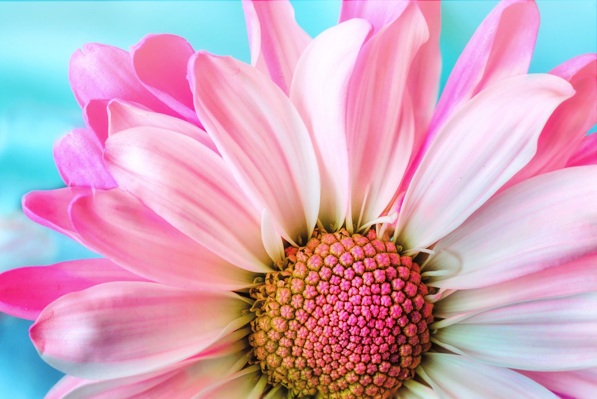 Close-up image of a pink flower on a blue background 
