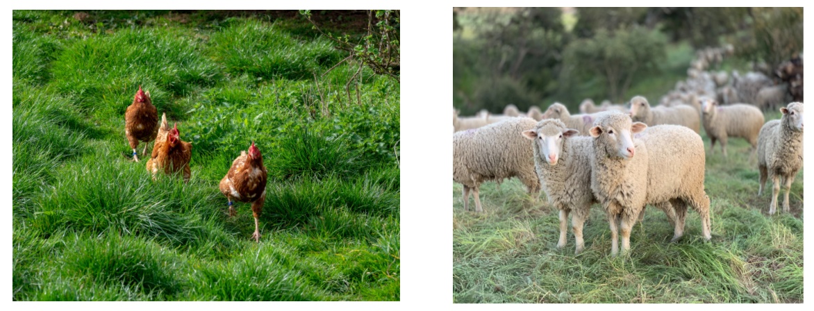 An image of chickens and sheep.