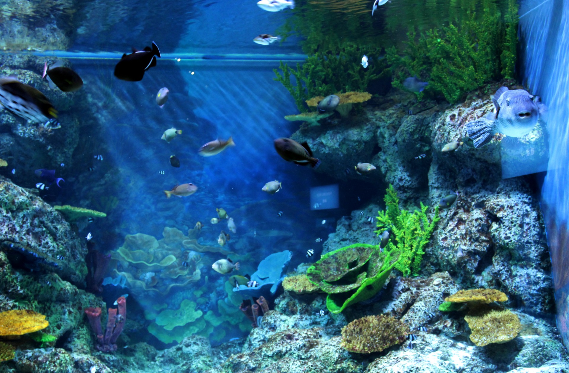 Photo of an aquarium full of fish.