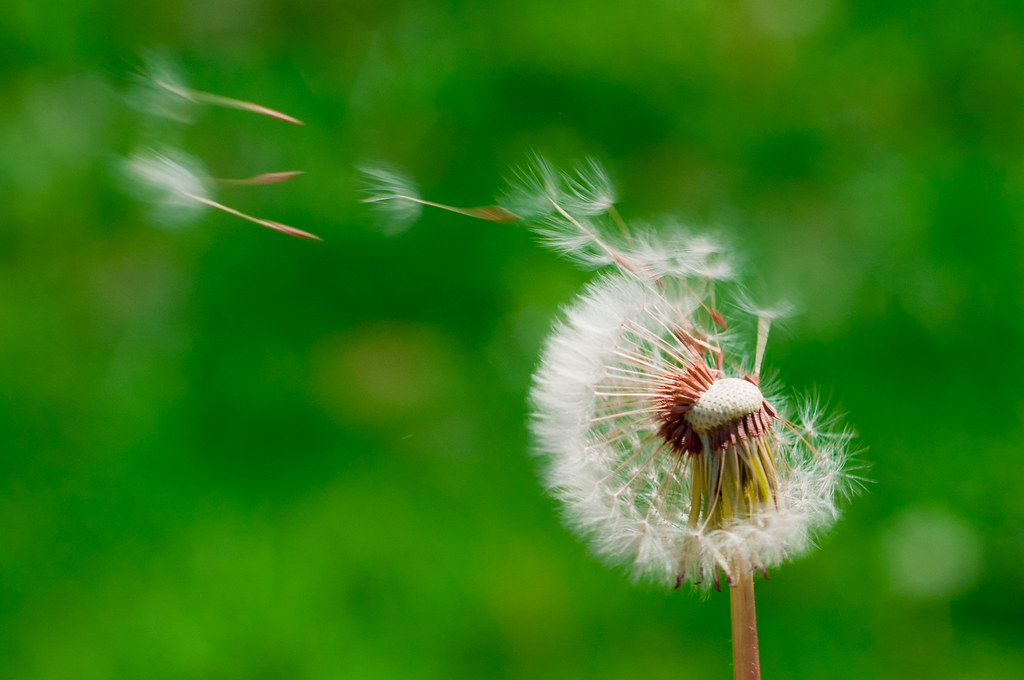 An image of a dandelion with seeds blowing into the wind.