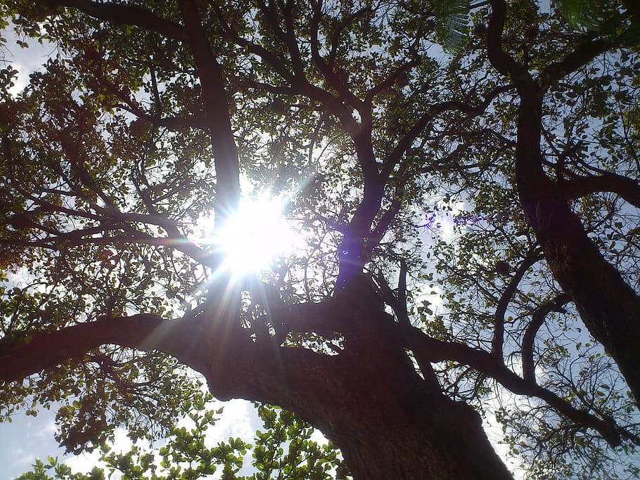 Sun shines through a tree canopy.