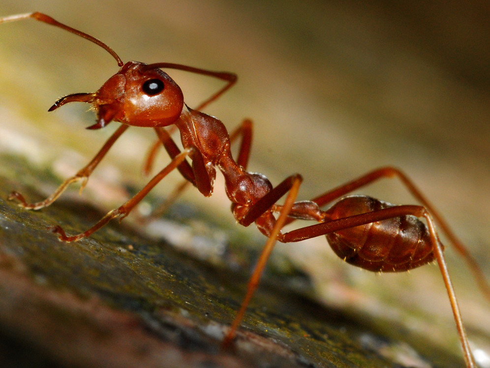 an ant