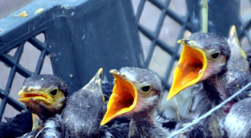 Four baby birds, two with their mouths wide open, a third with its mouth mostly closed, and a fourth baby bird with its head tilted way back.