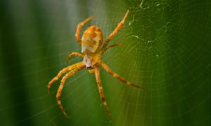 a spider/une araignée