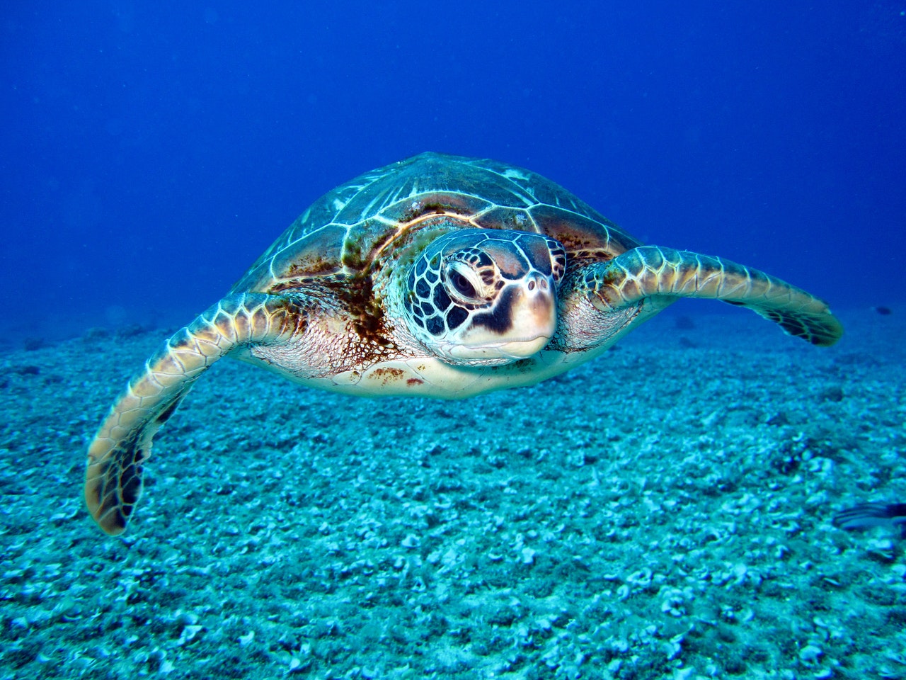 hawksbill, brown and white sea turtle swimming underwater with its face facing toward you