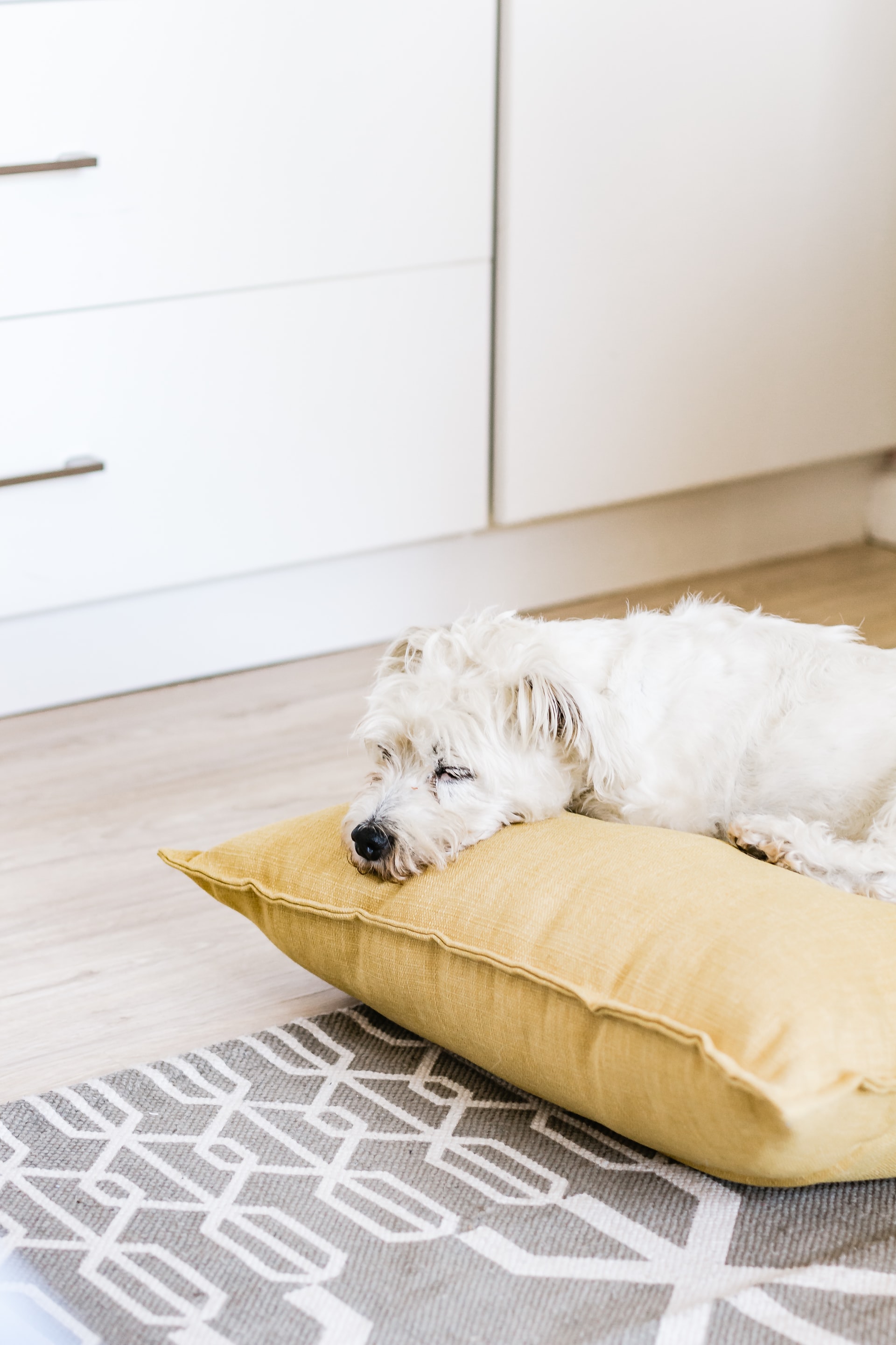 large yellow pillow on floor with white dog sleeping on top