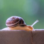 a snail/un escargot