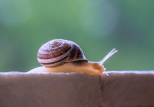 a snail/un escargot