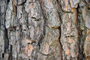 tree bark/une écorce d'arbre