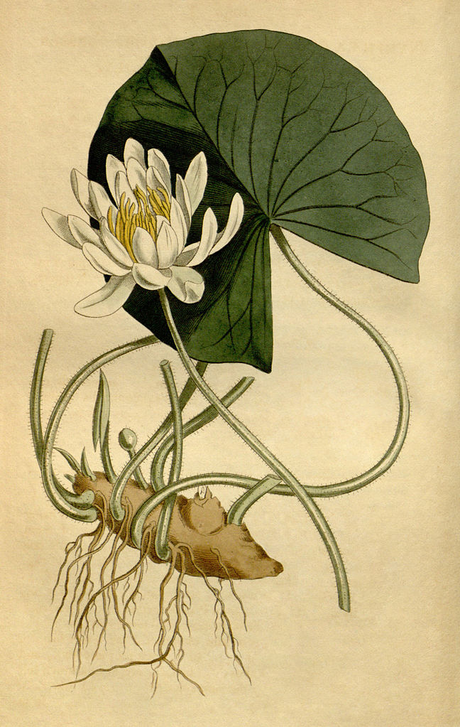 A drawing showing the water lily's flower, leaf, stem and root.