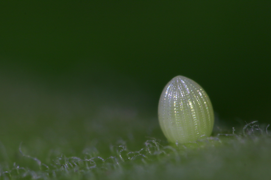 A Monarch Butterfly egg on the backside of a milkweed leaf. The photo is magnified and the egg looks like a cream-coloured pearl.