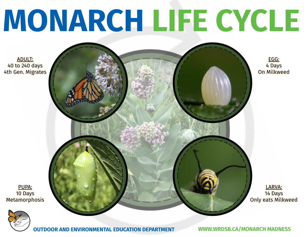 Poster titled "Monarch Life Cycle" with photos of each stage of life of the monarch butterfly - egg, larva, pupa, and adult - arranged in a circle clockwise with a photo of a blooming milkweed plant in the centre.