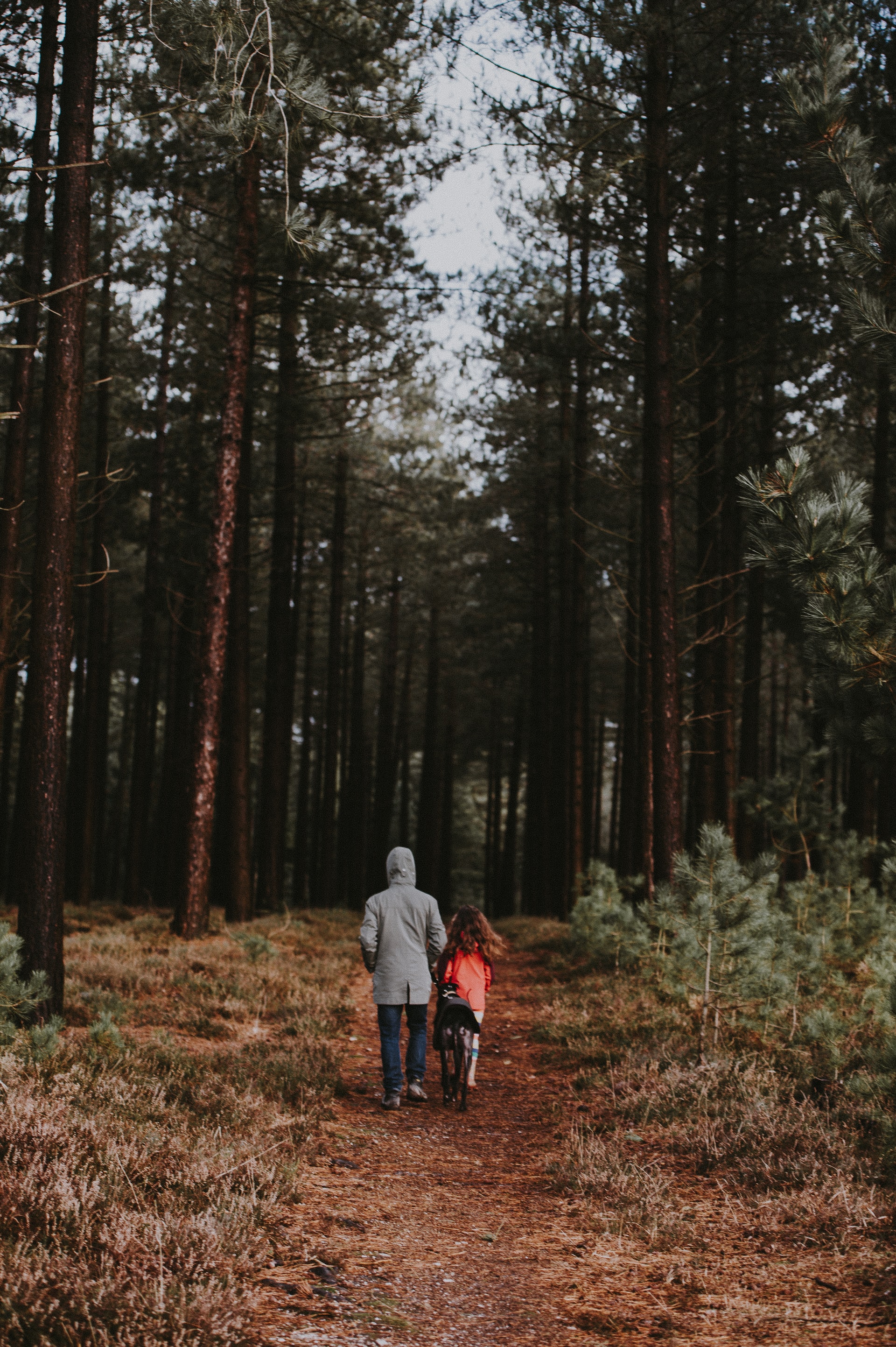 An adult in a gray jacket and young child in a red coat are walking together along a dirt path, through a forest with tall evergreens.