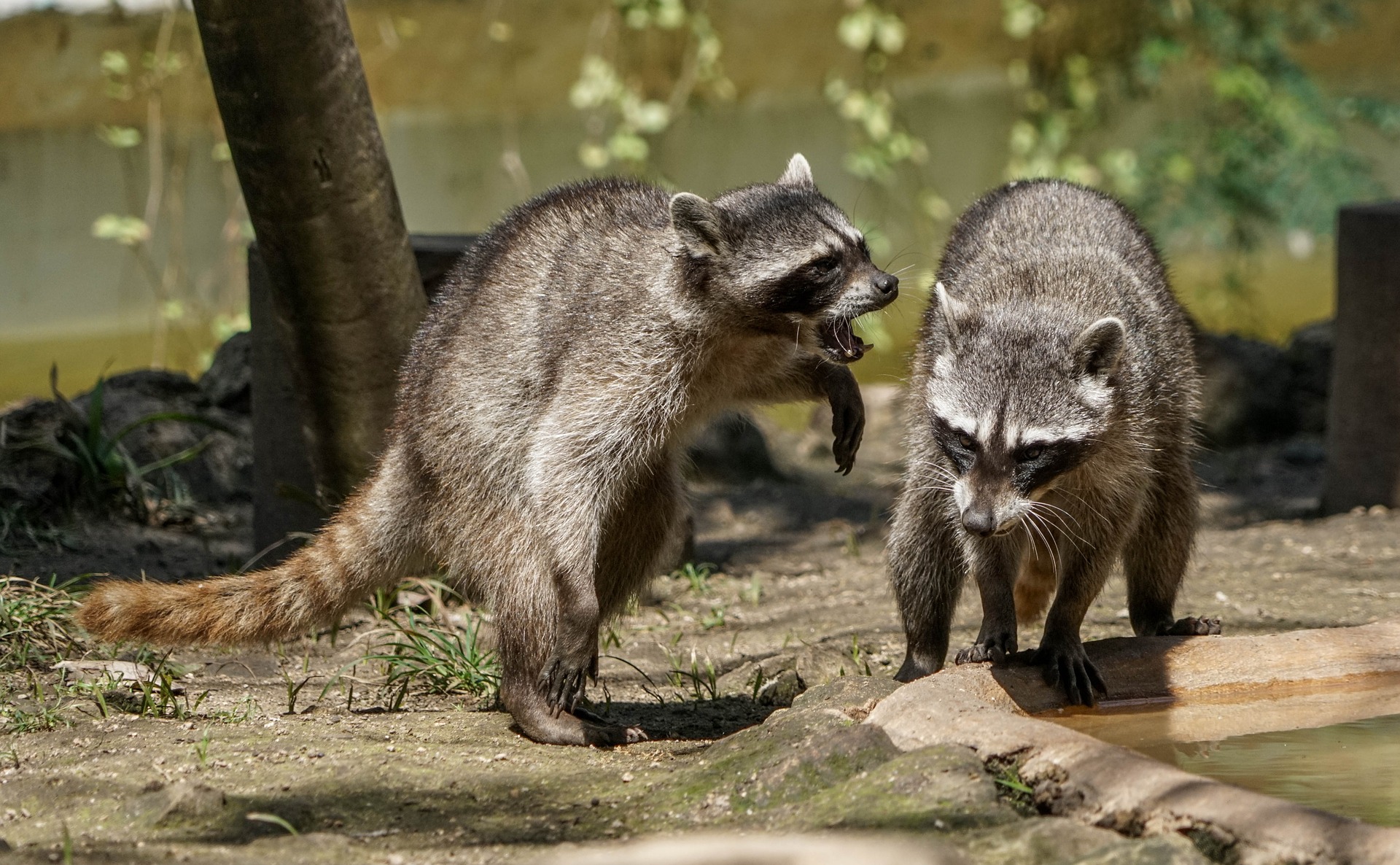 Two raccoons near a tree and the water's edge, one on the left standing on its hind legs with mouth open, teeth showing, the second on the right on all four legs and looking down.