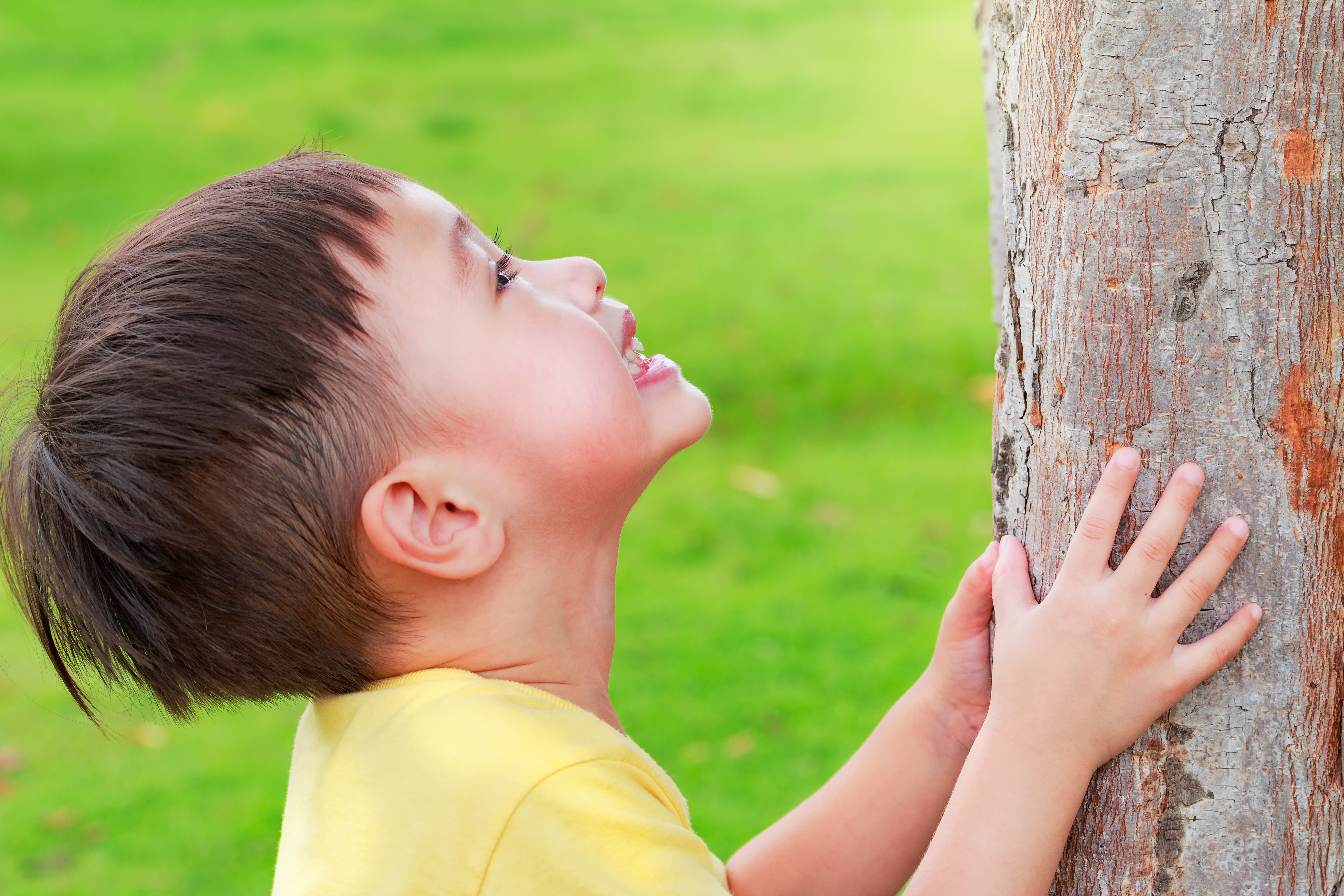 A young child with short brown hair wearing a yellow t-shirt is touching the trunk of a tree and looking upward. He is smiling. Green grass is in the background.