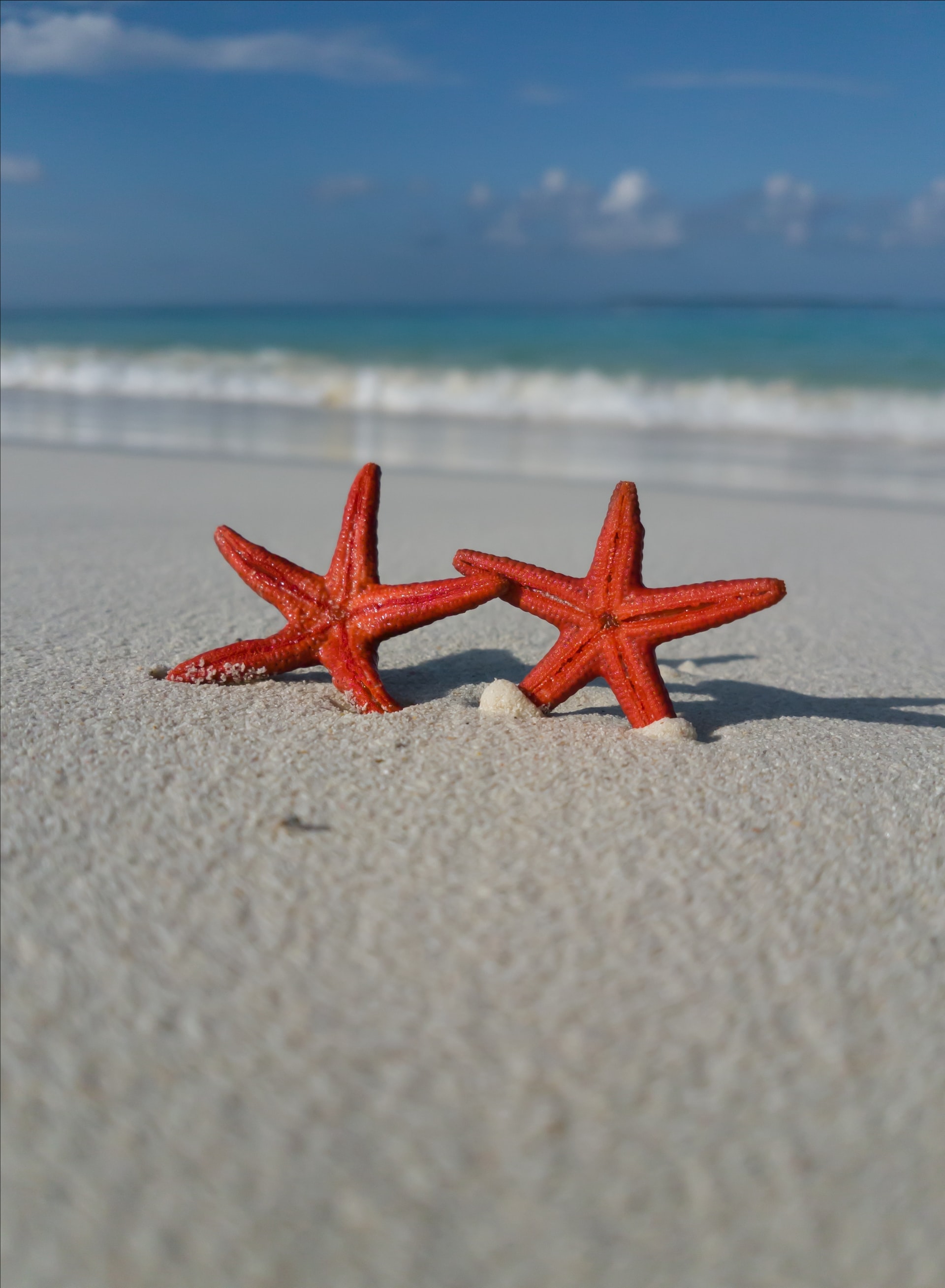 two red starfish in the sand