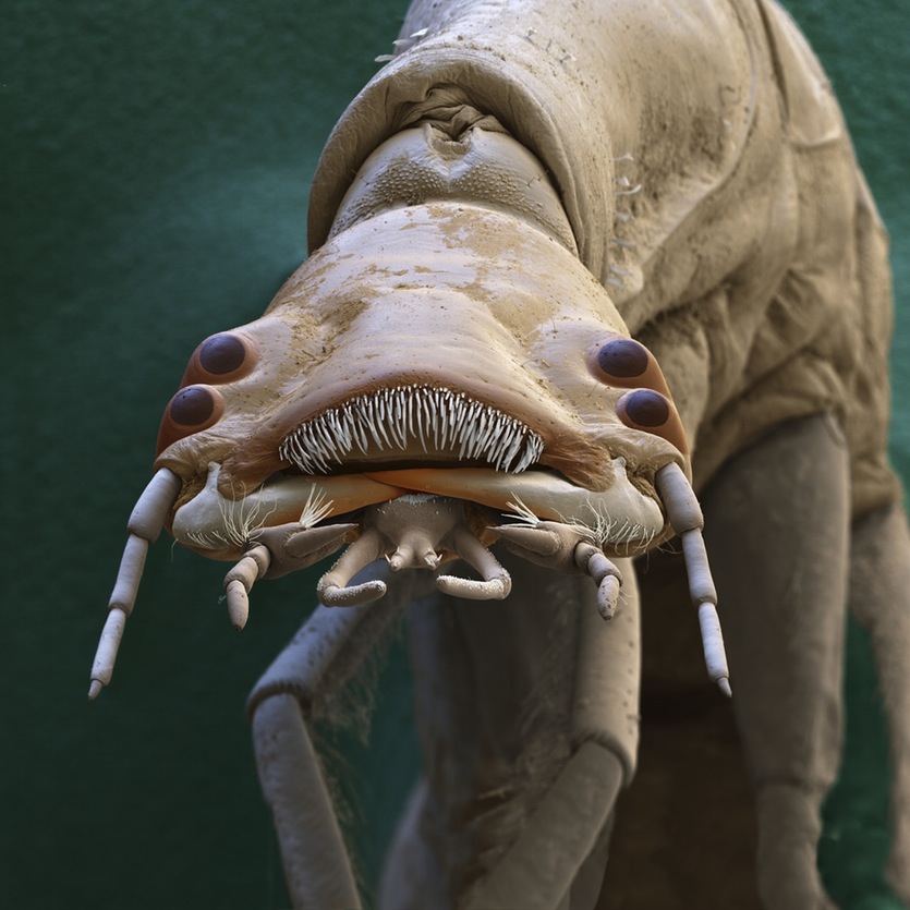 water beetle larvae