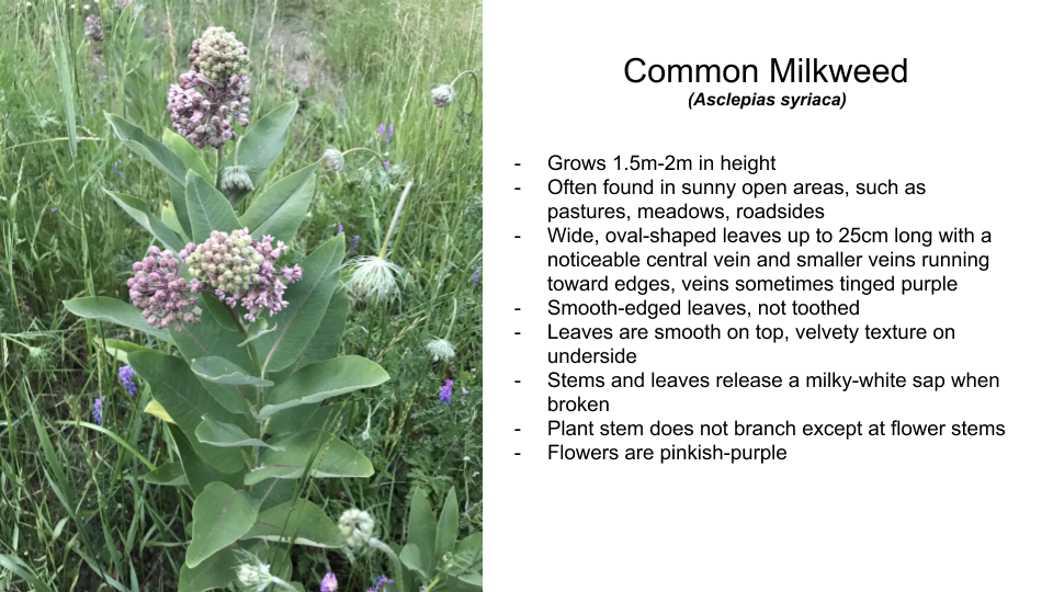 Milkweed Identification Outdoor And Environmental Education