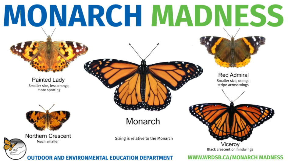 Кит монарх. Monarch Размеры. Монарх ЛБИСК. Монарх 3 класс окружающий мир. Монарх в Индонезии.