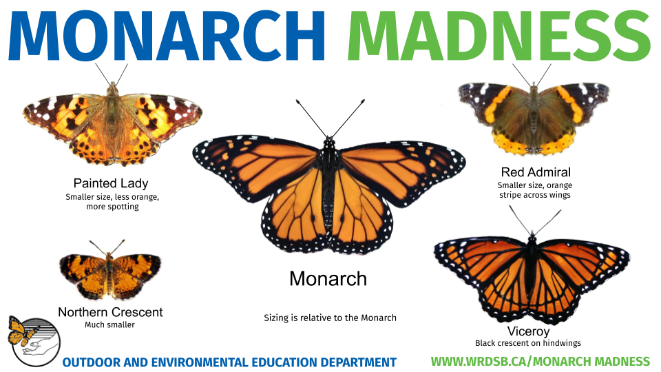 viceroy butterfly vs monarch