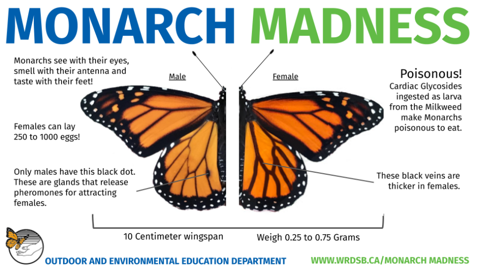 Monarch Identification (Outdoor and Environmental Education)