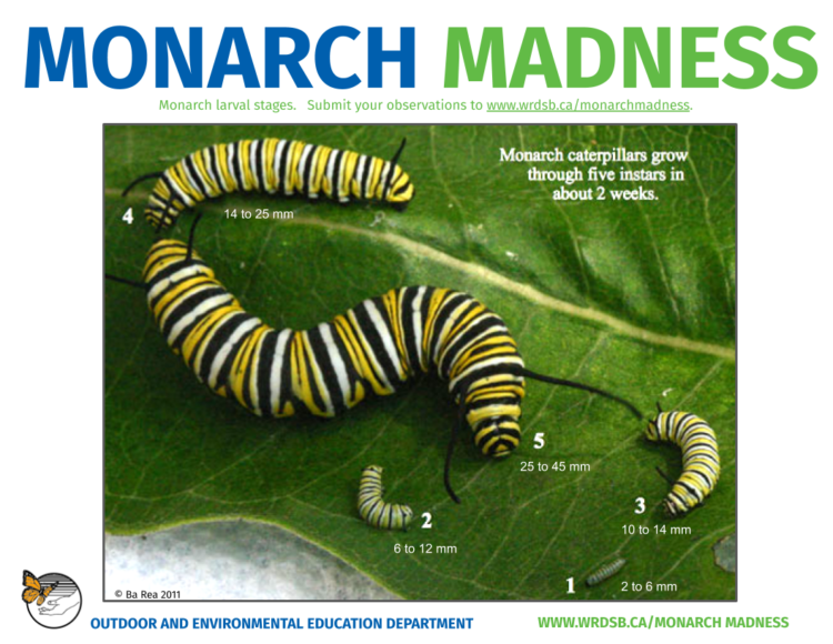 monarch-instar-chart