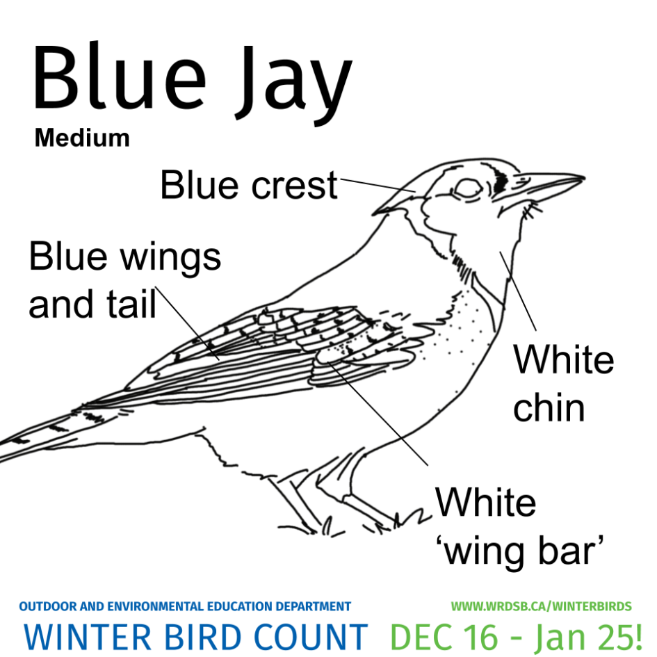 Winter Bird Colouring Pages (Outdoor and Environmental Education)