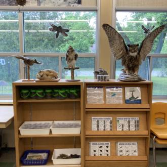 A hawk and owl are displayed along with learning materials like bug jars, ID keys, maps and books.