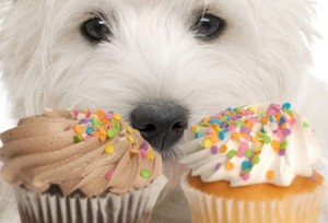 dog-eating-2-cupcakes